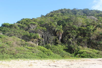 Scenic view of forest against clear sky