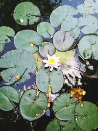 High angle view of lotus water lily in lake