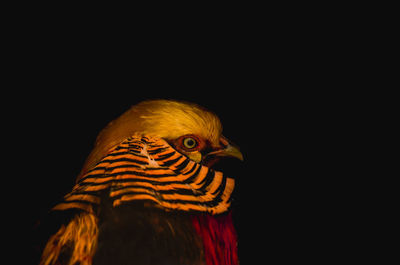 Close-up of a parrot