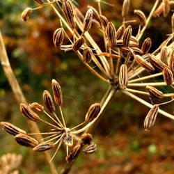 Close-up of plant