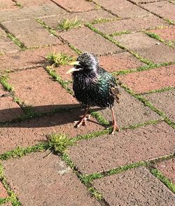 High angle view of bird on shadow