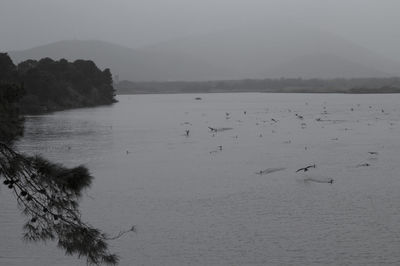 Birds flying over calm sea against clear sky