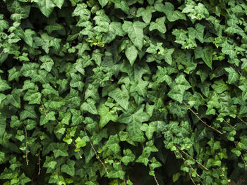 Full frame shot of green leaves