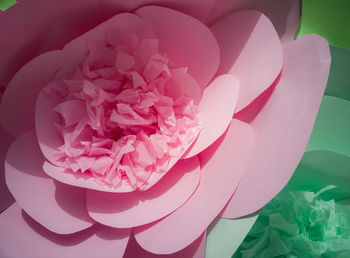 Close-up of pink flower