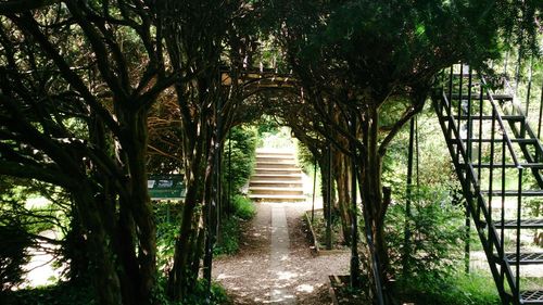 Footpath amidst trees