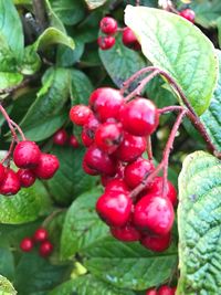 Close-up of cherries growing on plant