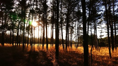 Trees in forest against sky