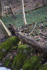 Tree trunk in forest