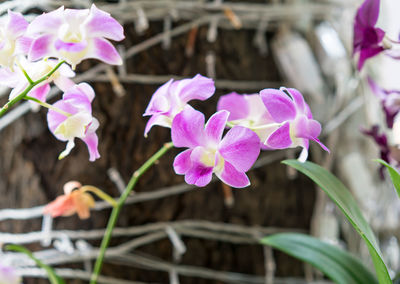 Close-up of purple flowers blooming outdoors