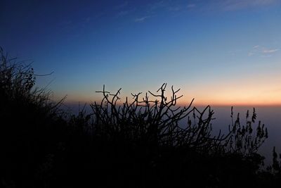 Silhouette plants against sky during sunset