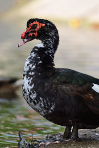 Portrait of a muscovy duck 