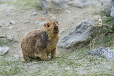 View of an animal on rock