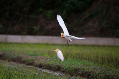 Bird flying over a field