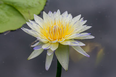 Close-up of water lily in pond