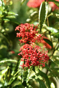 Close-up of red flowering plant