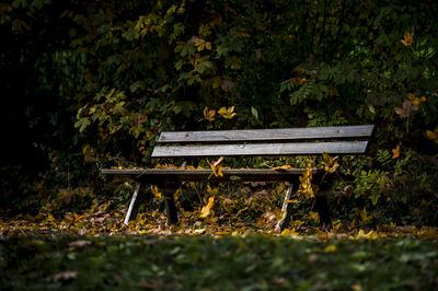 Close-up of bench in park