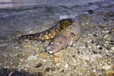 Close-up of fish underwater