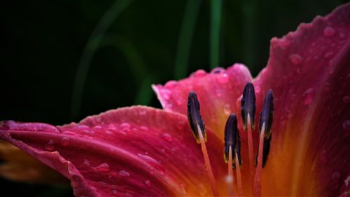 Close-up of day lily blooming outdoors