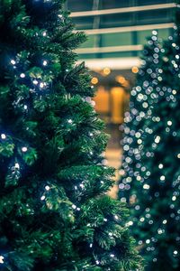 Close-up of tree