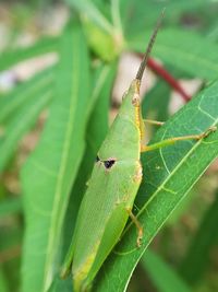 Close-up of insect on plant