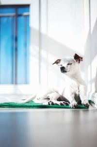 Close-up of dog at home