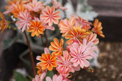 High angle view of orange flowering plants