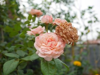 Close-up of pink rose