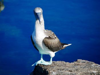 Close-up of seagull perching on a rock against blue water