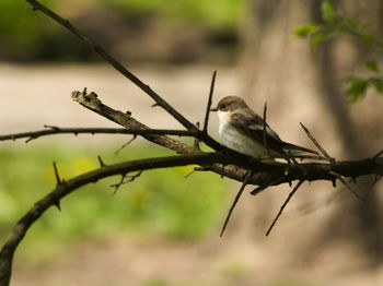 Close-up of bird perching on branch