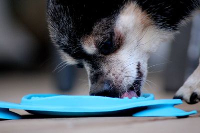 Close-up of dog