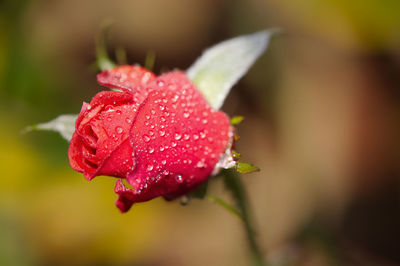 Close-up of red rose