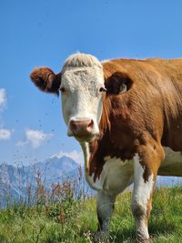 Cows standing in a field