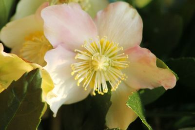 Close-up of flower blooming outdoors