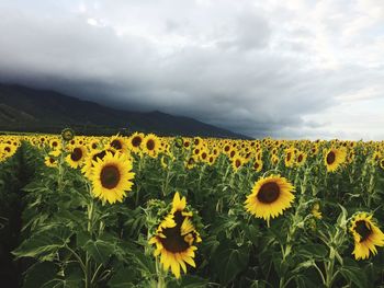 Sunflowers blooming on field against cloudy sky
