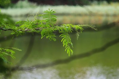 Close-up of fern leaves