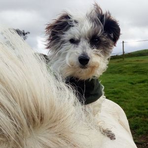 Close-up portrait of dog on field