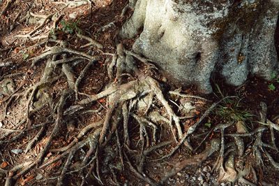 Full frame shot of tree trunk