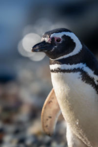 Close-up of bird