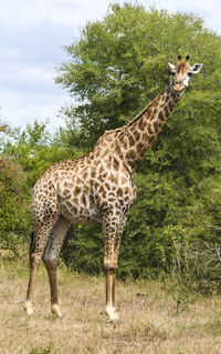 Giraffe standing by tree against sky