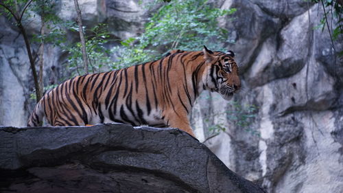 Tiger in a zoo