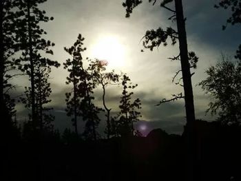 Silhouette of trees against sky at sunset