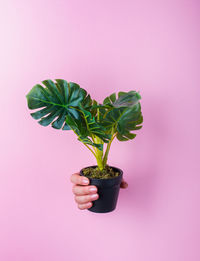 Cropped hand holding potted plant against pink background