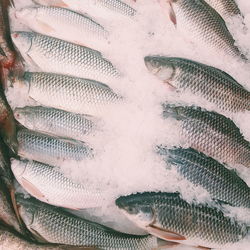 Close-up of fish for sale in market