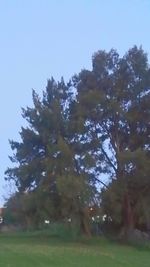 Trees on field against clear sky