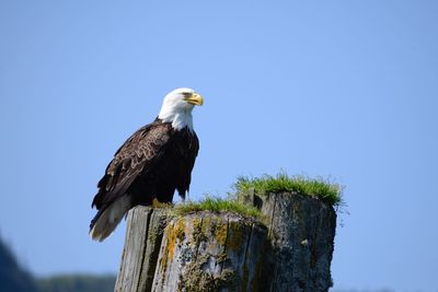 Low angle view of eagle perching on wooden post against clear sky