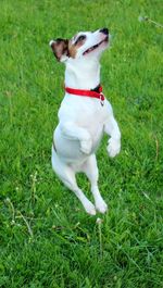 High angle view of dog sitting on field