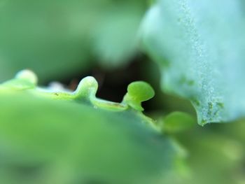 Close-up of leaves on plant