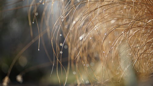 Close-up of water droplets on ornamental grass blades