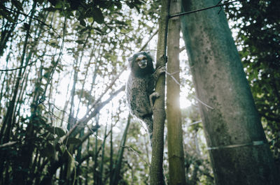 Low angle view of monkey on tree in forest