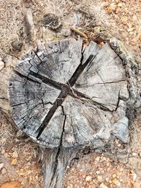 High angle view of tree stump